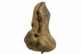 Fossil Dinosaur Scapula Section w/ Metal Stand - South Dakota #331138-4